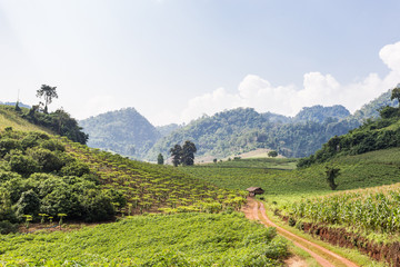 rural landscape