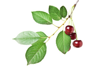 branch with berries cherry isolated