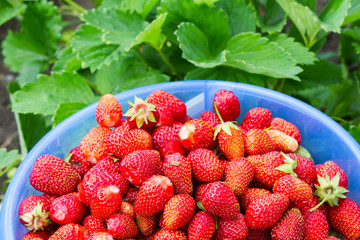 Full bucket of freshly picked strawberries in summer garden