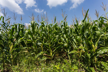 corn field