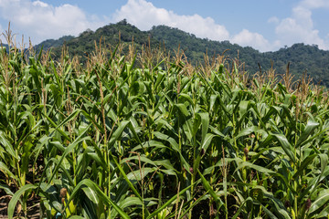 corn field