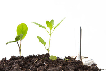young plant isolated on white background