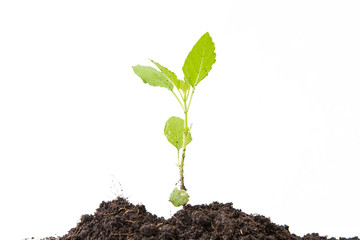 young plant isolated on white background
