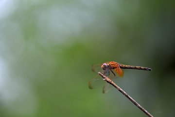 Dragonfly:Crimson Dropwing(Trithemis aurora)