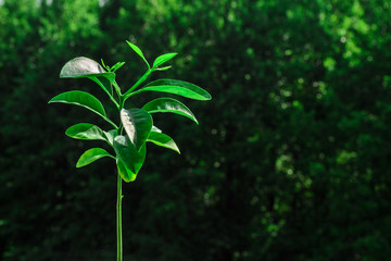 Fototapeta premium Mandarin tree on the dark background