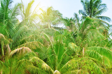 Tropical landscape with palm trees.
