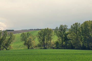 Green fields of wheat, natural landscape