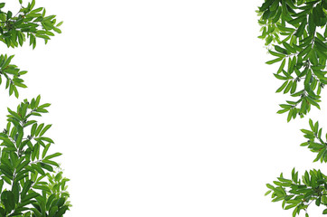 Frame of green manorangini leaves isolated on white background. climbing ylang-ylang, climbing ilang-ilang.