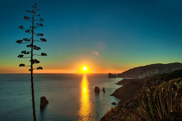 Sardinian characteristic agave plant during a sunset over the sea in the island