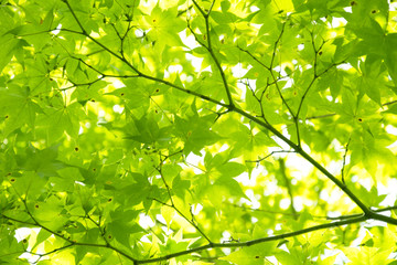 Summer Maple Leaves. Green leaves against a bright blue sky.