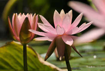 pink lotus flower in garden