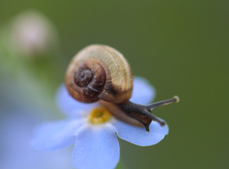 Little snail on the blue flower