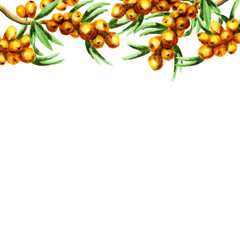 Sea buckthorn background. Watercolor hand-drawn illustration
