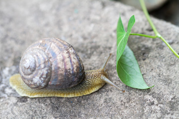 Garden snail on an old log. Selective focus