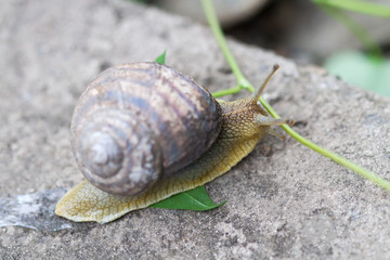 Garden snail on an old log. Selective focus