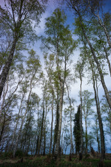 Obraz premium Gespensterwald