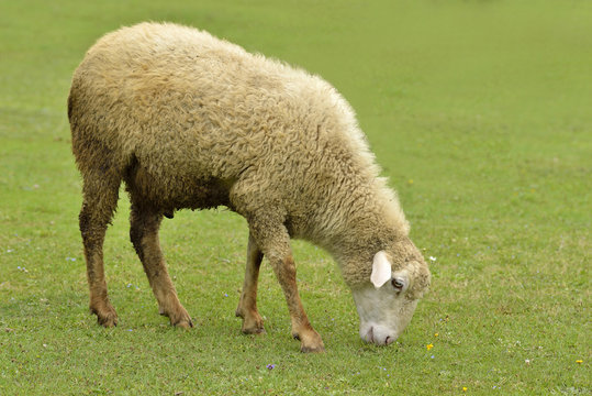 Sheep Grazing Green Grass in Hills