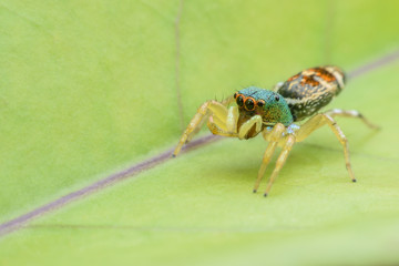 Super macro Jumping spider on green leaf