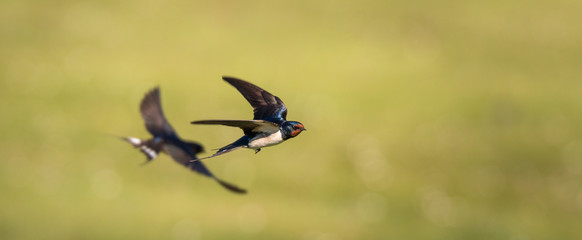 farmers swallow in flight