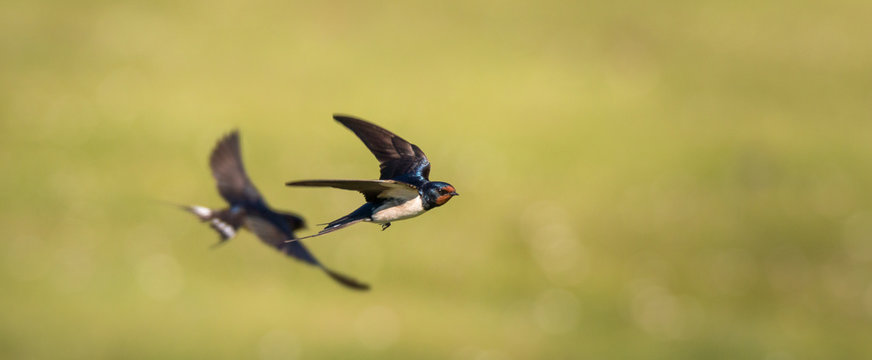 On The Evolution of Migration Boerenzwaluw, Vogels, Natuur