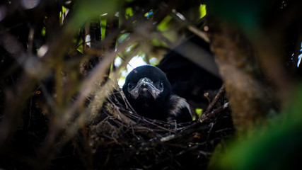 Magpie Nestling's Portrait