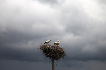 Young storks in nest before thunderstorm.