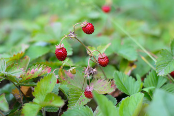 Bushes of wild fresh strawberries in the forest glade
