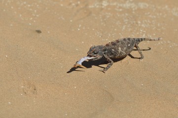 Cameleon dessert Namibia