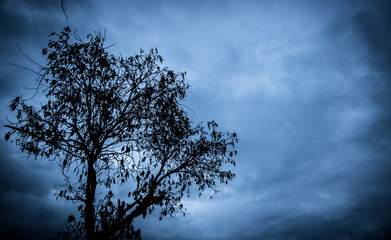 Fototapeta na wymiar silhouette of dry tree branches