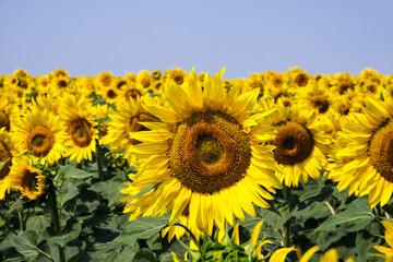 Fototapeta premium Sonnenblume