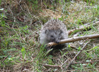 neugieriger Igel auf Futtersuche