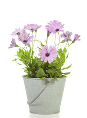 African Daisies planted in tin bucket isolated