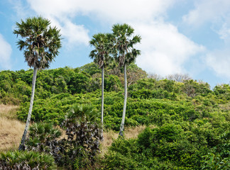 Fototapeta na wymiar Tropical landscape in Phuket Thailand