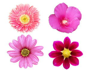 collection pink flower isolated on white background