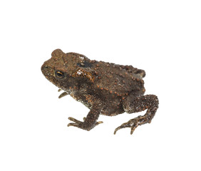 little toad on a white background isolated