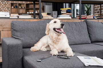 golden retriever dog relaxing on sofa with tv remote control, newspaper and eyeglasses