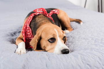 sad beagle dog in red bandana lying on bed