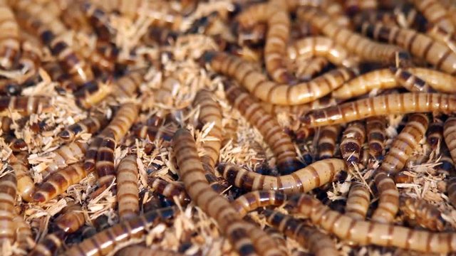 Mealworms - mealworms are an excellent live food for reptiles, fish, and birds, and avian pets .
