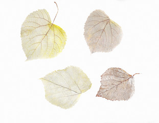 Herbarium from dried skeleton leaves of birch tree and linden