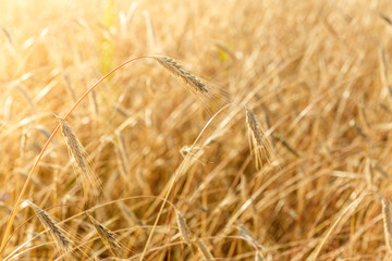 Ripe rye ears on a farm  field