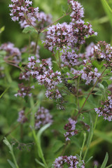 Blühender wilder Majoran oder Oregano  (Origanum vulgare)