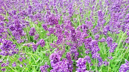 Obraz premium Close up of beautiful lavender field in vivid colors.