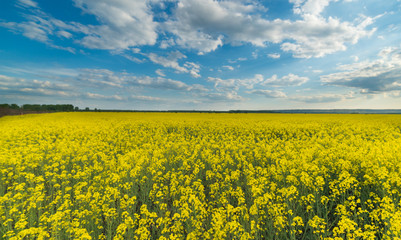 Fototapeta premium Yellow oilseed rape field under the blue bright sky