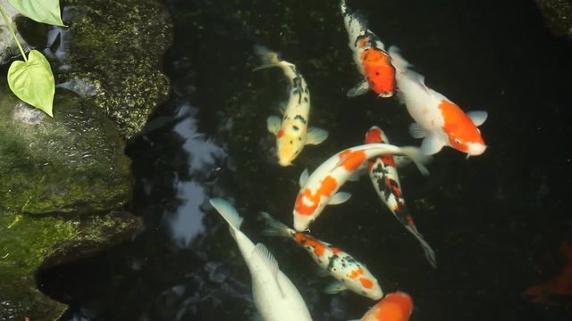 kai carp in a pond