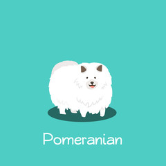 An illustration depicting Pomeranian dog on turquoise background