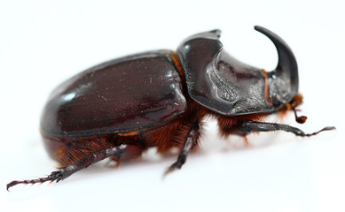 The big beetle Oryctes nasicornis