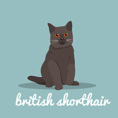 British shorthair with red eyes sitting on sky blue background