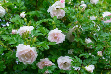 white roses growing