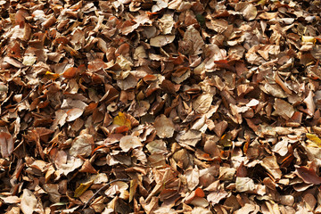 Stack leaves together sweep them under the tree.