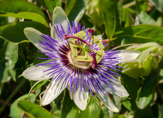 Passionsblume, (Passiflora),  passion flowers17054.jpg